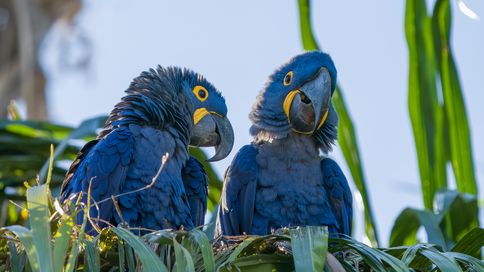 Anodorhynchus hyacinthinus; Hyazinthara; Hyacinth Macaw; Arara-azul-grande