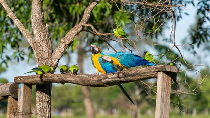 Gelbbrustara, arara-canindé, Blue-and-yellow Macaw, Ara ararauna und Nandaysittich, periquito-de-cabeça-preta, Nanday Parakeet, Aratinga nenday