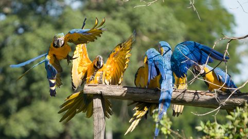 Gelbbrustara, arara-canindé, Blue-and-yellow Macaw, Ara ararauna