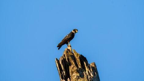 Fledermausfalke,  cauré,  Bat Falcon, Falco rufigularis