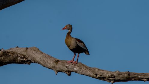 Rotschnabel-Pfeifgans, dendrocisne-de-barriga-preta - marreca-cabocia , Black-bellied Whistling Duck, Dendrocygna autumnalis