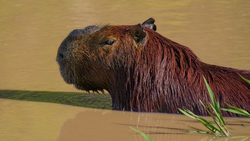 Capybara, Capyvara, Capybara, Hydrochoerus hydrochaeris