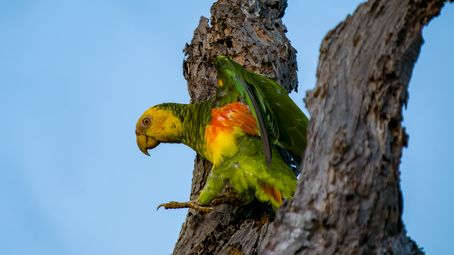 Goldbauchamazone, papagaio-galego, Yellow-faced Parrot, Alipiopsitta xanthops