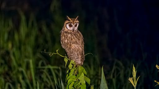 Tropenkreischeule, corujinha-do-mato, Tropical Screech Owl, Megascops choliba