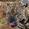 Jaguar, Onça-pintada, Jaguar, Panthera onca