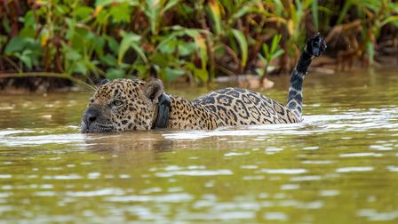 Jaguar, Onça-pintada, Jaguar, Panthera onca